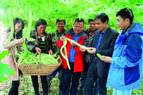 湖南省永州市零陵區僑聯副主席（兼職）蔣陽秋（左四）競選湖南省永州市零陵區菱角塘鎮文雷村村支書，引進現代技術，狠抓反季蔬菜種植質量、品種和茬次，帶領村民脫貧致富。圖為文雷村反季節苦瓜大豐收.jpg